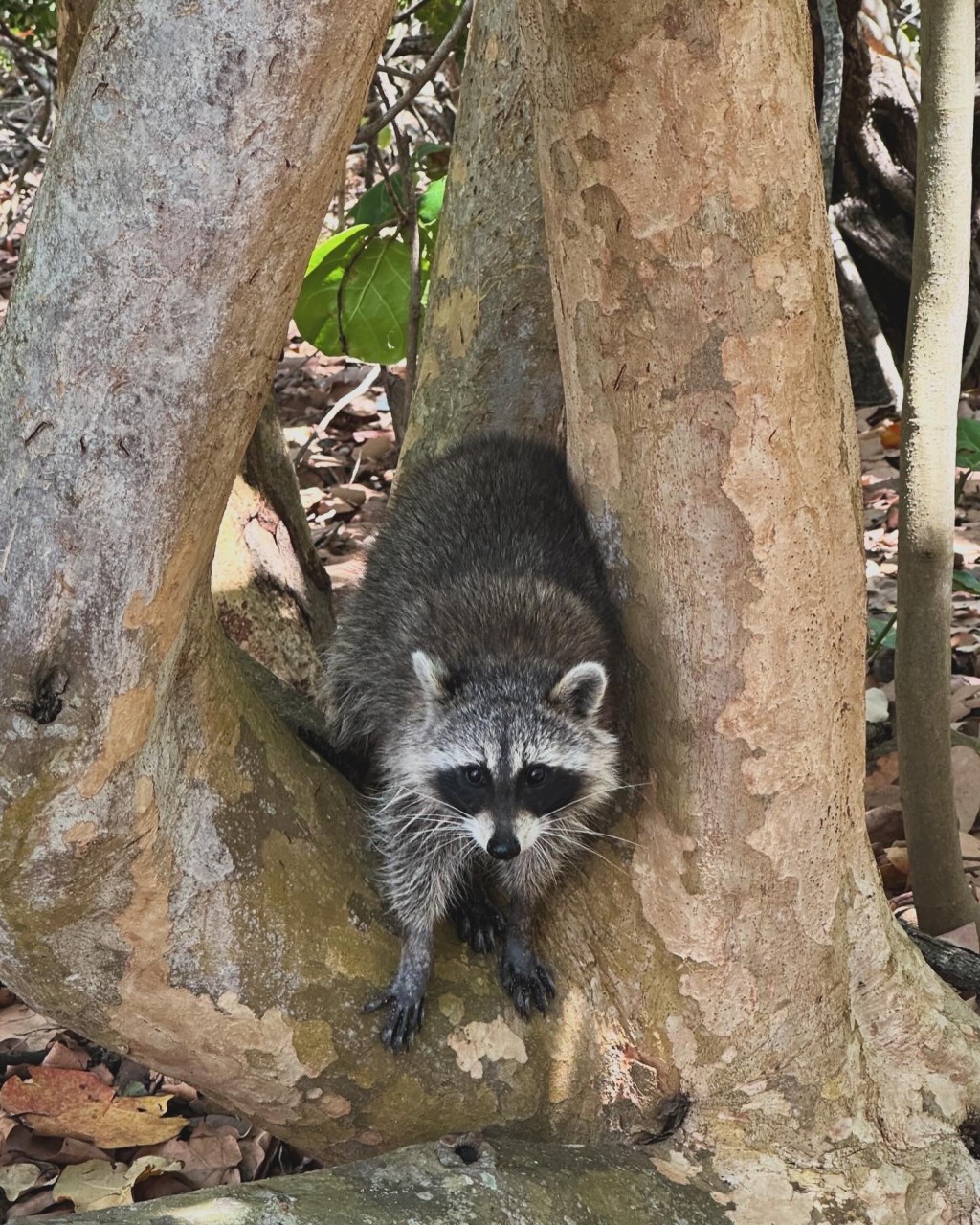 Raccoon Island